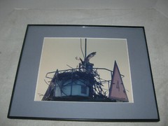 Photograph Of An Osprey and Nest Matted Framed