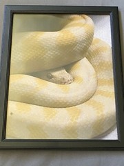 Framed photo Carpet Python Albino Morelia Spilota Art Australian Snake Paradox