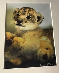 Reid McRae Watts photography wildlife Best Friends Cheetah leopard cub