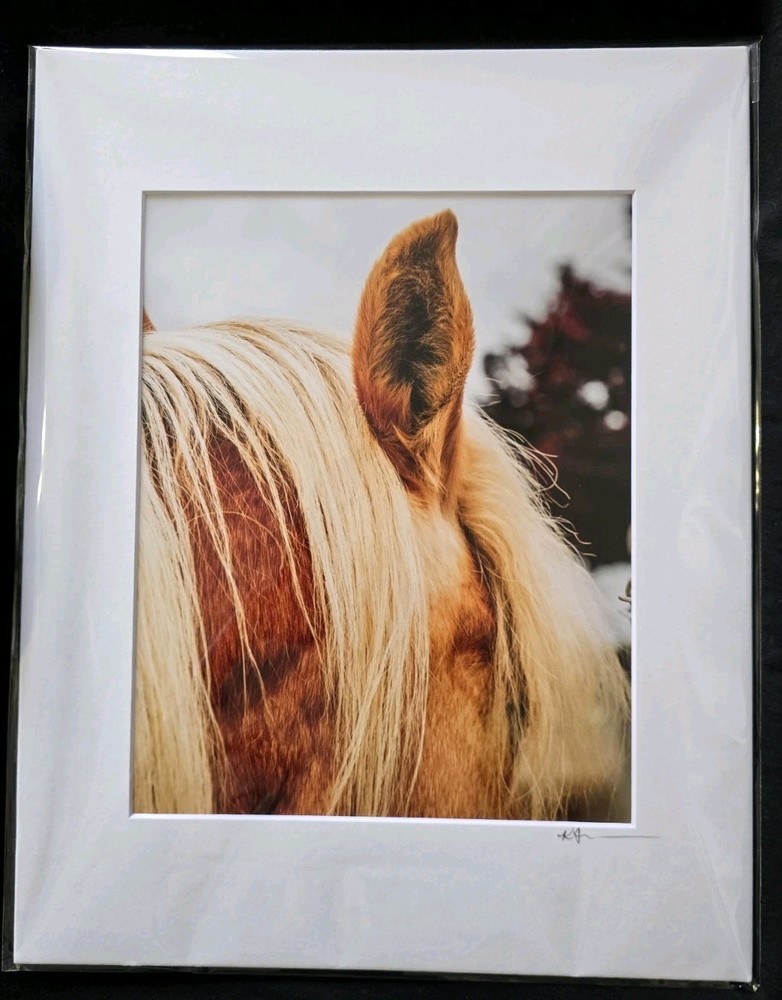 Farmhouse Horse Profile Unique 8×10 Matted 11×14 Horse Photograph Signed