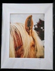 Farmhouse Horse Profile Unique 8×10 Matted 11×14 Horse Photograph Signed