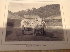 Vtg Antique Africa Photographs Signed J K Nature Leopard Snake Buffalo Swahili 4