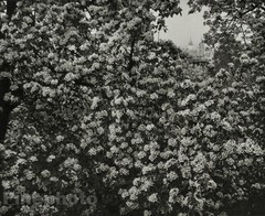 1963/78 Vintage JOSEF SUDEK Czech Photo Gravure STRAHOV GARDEN Flower Prague Art