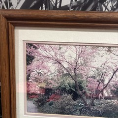 Cherry Blossom Photo Limited Edition # 4/89 Hand Signed Framed 16 1/2”x 13 1/2