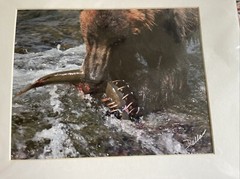 GRIZZLY BEAR FISHING GLOSSY PICTURE PHOTO hunting Eating salmon spawn 11×14