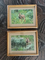 Framed Twin Mule Deer Fawn Wildlife Photography By J.R. Hunter (Signed)