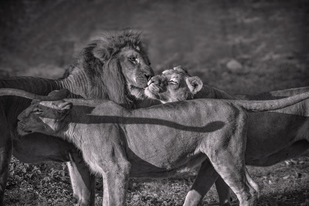 Digital Image Picture Photo Pic Wallpaper Background Lion and Lioness Love 11