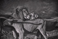 Digital Image Picture Photo Pic Wallpaper Background Lion and Lioness Love 11