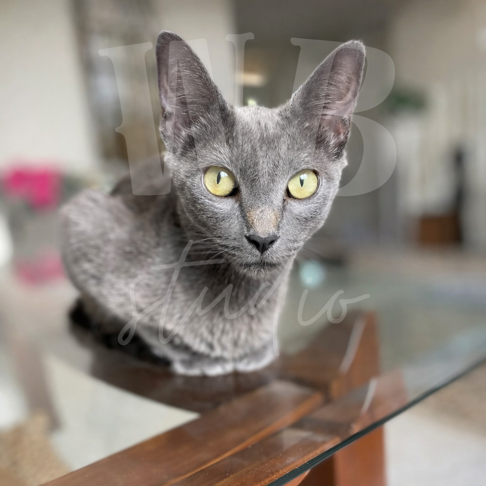 Photo Digital Product Wallpaper Image Picture Background for a print. A Cat – 13