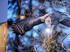Feiler Owl ! “dive” Nature Photography Sig Beautiful from Vegas gallery art!