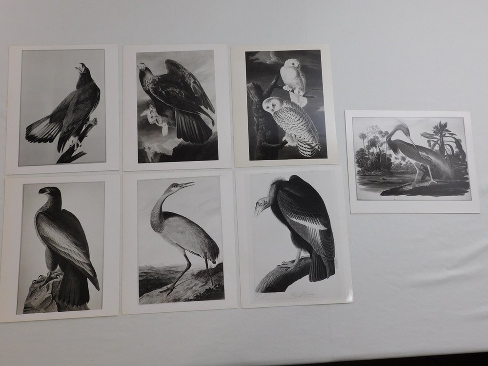 1966 John Audubon Birds America Set 7 Photographs for NY Historical Society Book