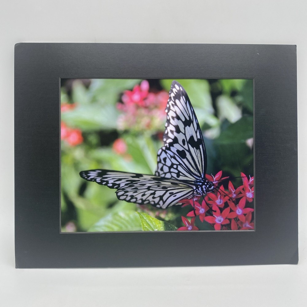 Matted Butterfly On Flowers Photo Print 11 X 14 Wall Art Gallery Decor