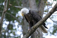 Eagle Photo, Pick One Image – Various Sizes