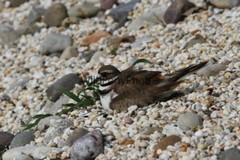 Killdeer Nesting and with day old Young Photo- Pick one Image – Various Sizes