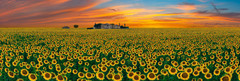 Peter Lik «Summer Romance» Limited Edition 99/200 with COA – Acrylic Mount