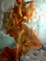 J Scott Peck Ltd Ed. 03/15 Ethereal Lighting Yellow Gladiolus Flower Photo Print