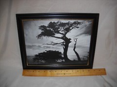 «Cypress Silhouette» Monte Nagler Poster Print 11″x9″ B & W Framed Photo w Glass