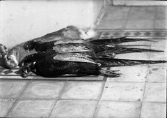strange still life w birds and rabbit, hunting, unusual, vintage fine art negati