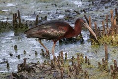 Ibis Photo, Pick One Image – Various Sizes