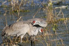 Sandhill Crane Photo, Pick One Image – Various Sizes