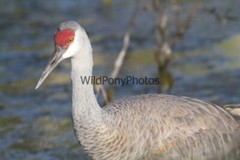 Sandhill Crane Photo, Pick One Image – Various Sizes