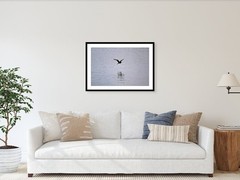 The Beauty of Flight – 24×36 Framed Fine Art Photography Print