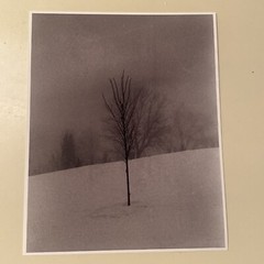 Winter Tree 8” x 10” Giclee Print