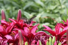 Hummingbird Photo, Pick One Image – Various Sizes