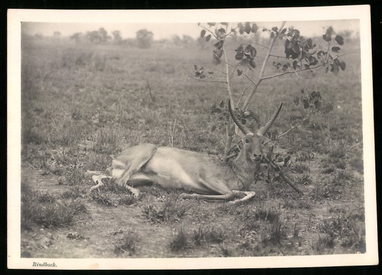 Photograph German South West Africa / Namibia, killed Riedbock