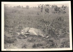 Photograph German South West Africa / Namibia, killed Riedbock