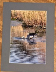 Cort Clifford Wildlife Photography Heron Print 18×24 Matted