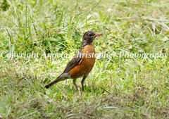 Original ACEO photo fine art print 2.5 x 3.5 in ROBIN WITH WORM bird orange gray