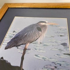 James Stamates 92 • Framed Art Photo • Reflection of Nature • Great Blue Heron