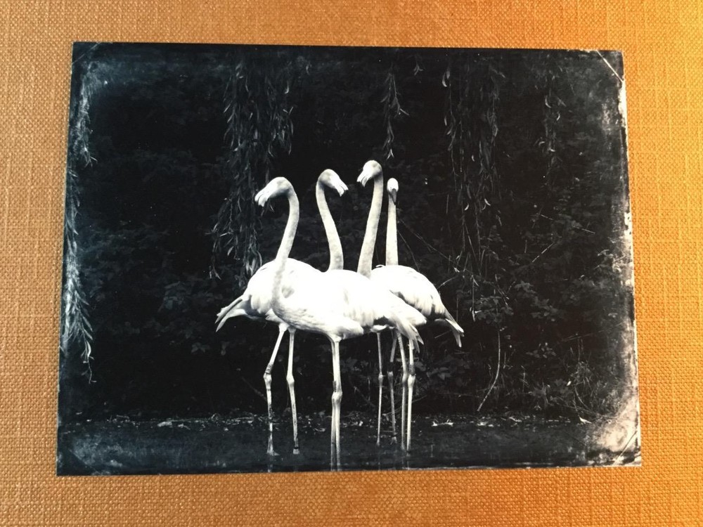 Out For A Dance J Edwards Original Art Tintype Limited Series From Artist C042