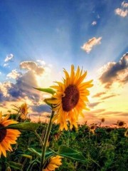 Kansas Sunflower Photography Print