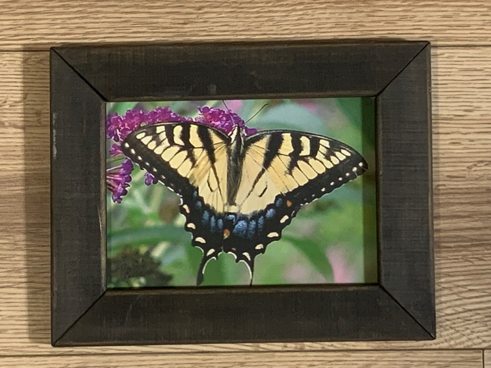 Butch Poole Hand Signed Tiger Swallowtail Butterfly Photograph Framed Art