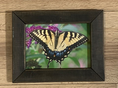 Butch Poole Hand Signed Tiger Swallowtail Butterfly Photograph Framed Art