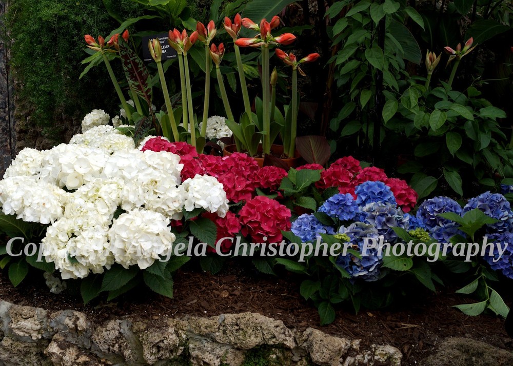 Original ACEO photo fine art print 2.5×3.5″ RED WHITE & BLUE HYDRANGEAS flowers