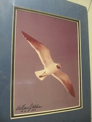 Wildlife Photographer William Weber Matted Seagull Signed-New, Geese, Marred Owl