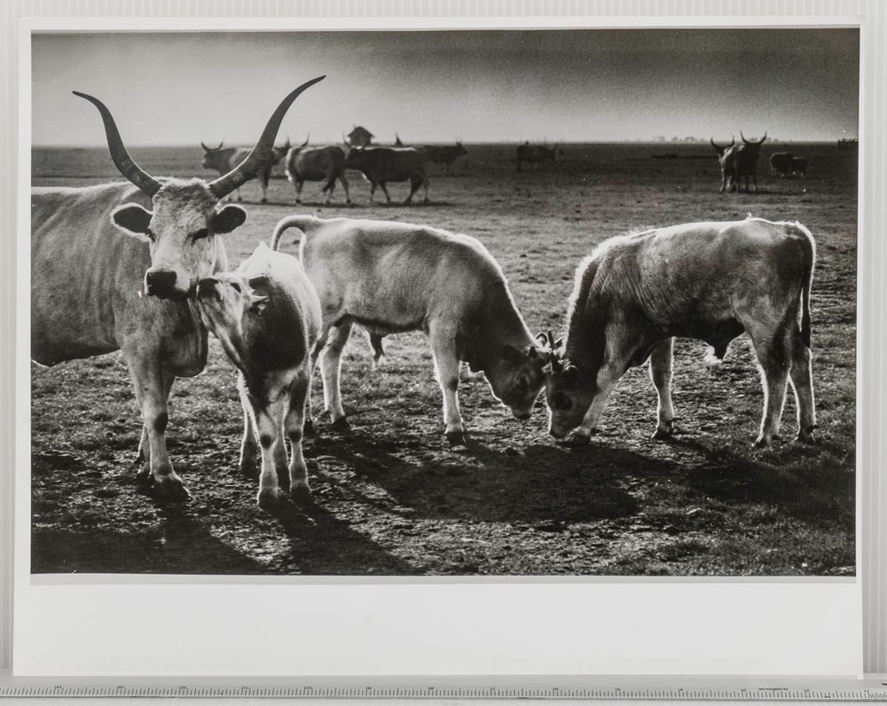 Vintage Black & White Photograph Hungarian Cattle Farm Animal Landscape Art