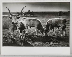 Vintage Black & White Photograph Hungarian Cattle Farm Animal Landscape Art
