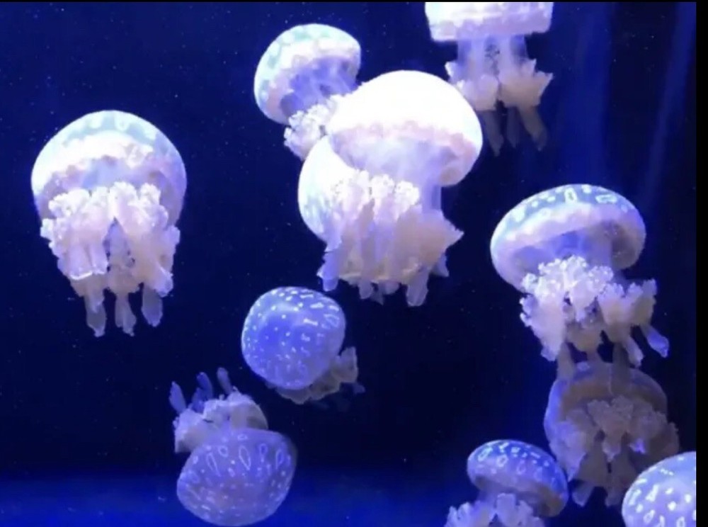 Original photo ART canvased print at size 8”-10” Signed Jellyfish Cobalt