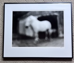 Mary Ludington Signed 1995 Framed Horse Photograph Fine Art B&W Equine 29.5×23.5
