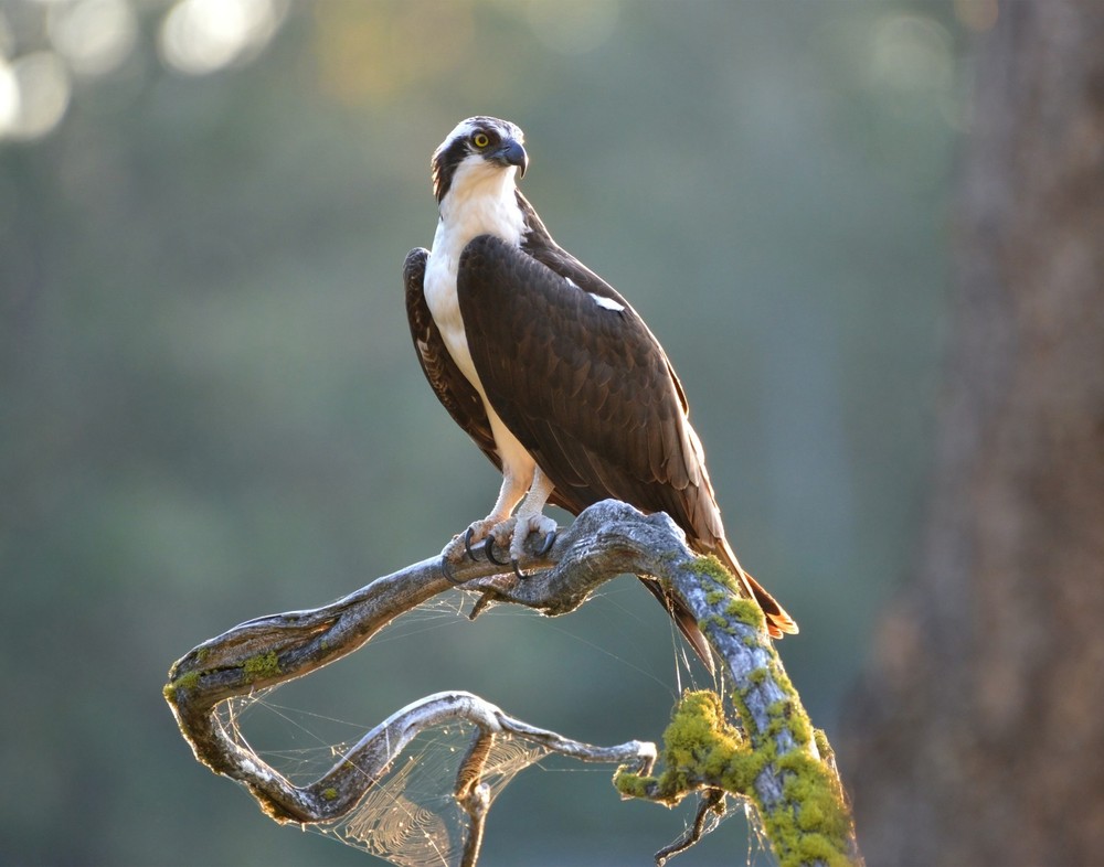 Osprey Wild Bird 11×14 Photograph Print 11″x14″