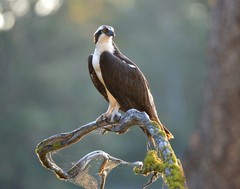Osprey Wild Bird 11×14 Photograph Print 11″x14″