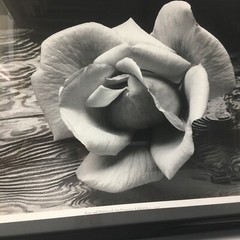 ANSEL ADAMS Art Photo ROSE and DRIFTWOOD 1932 Still Life 17×14 Inches