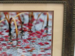Cranberry Bog Picture Framed and Matted