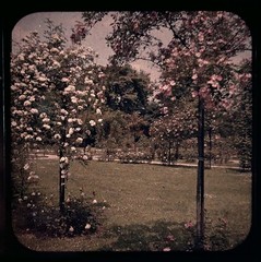 Roses Flowers Garden C1910 Photo Stereo Glass Autochrome Vintage §fn8