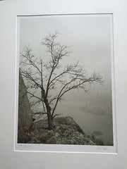 BRUCE BLUM SIGNED SEPIA Photo Print (19″X 24 «)-«Tree on Ledge»