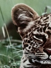 Thomas Mangelsen «African Nightfall» Leopard Signed Numbered Photograpic Print